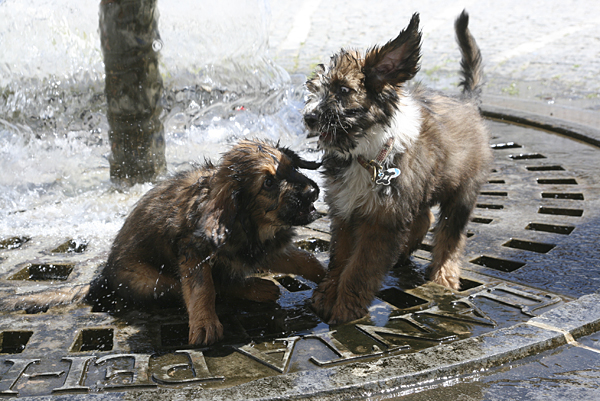 Wäller vom Albtrauf